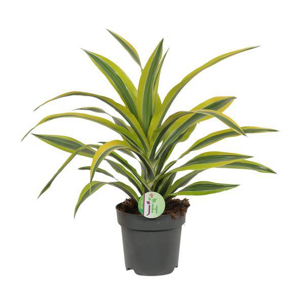 Drachenbaum Dracaena Lemon Lime – Ø17cm H40cm – Pflegeleichte Zimmerpflanze mit gestreiftem Laub – Luftreinigend – Für Halbschatten – Im Pflanztopf – Plant