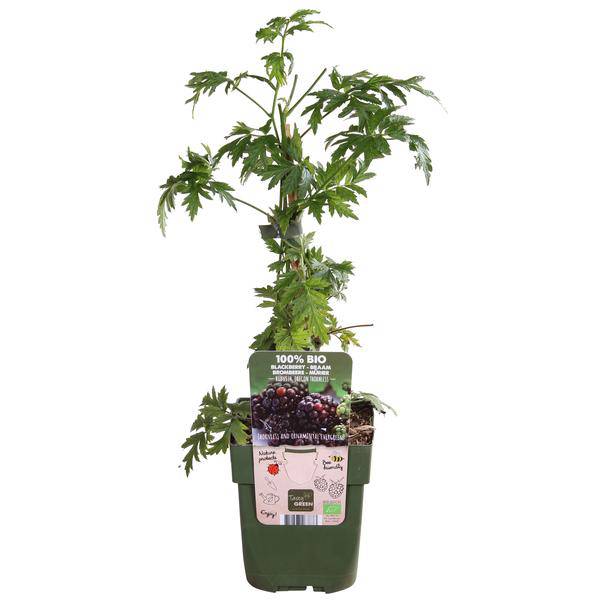 Dornenlose Bio Brombeere – Rubus fruticosus ‘Dornenlos Immergrün’ – Ø13cm – ca. 45cm hoch – Süße & vitaminreiche Früchte – winterharte Kletterpflanze – Plant