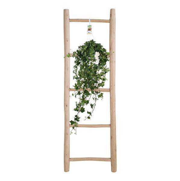 Hedera Helix Pitsburg – Efeu Hängepflanze – Zimmerpflanze – Ø17cm – ca. 45cm hoch – pflegeleichte Grünpflanze für Zuhause und Büro – Plant