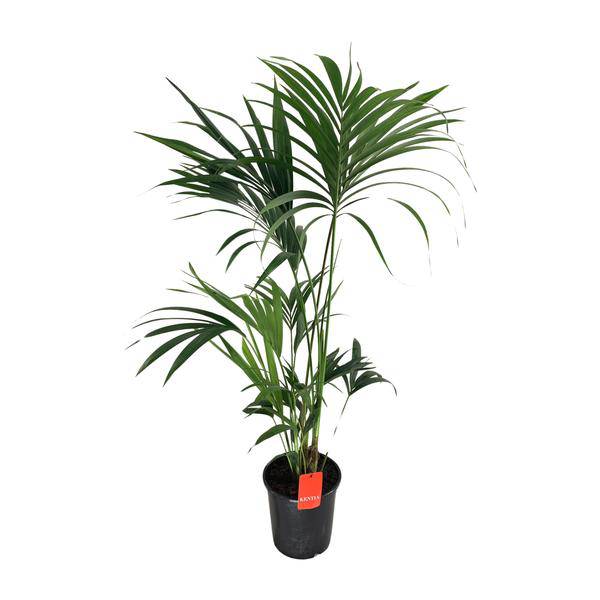 Kentia – Palme Howea Forsteriana – Zimmerpflanze Ø24cm ↕130cm – Plant