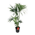 Kentia – Palme Howea Forsteriana – Zimmerpflanze Ø24cm ↕130cm – Plant