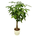 Pachira Aquatica – Glückskastanie – Geldbaum – Zimmerpflanze ca. 160cm – Ø30cm – inkl. Pflanzgefäß Greenville Weiß – Plant