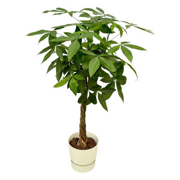 Pachira Aquatica – Glückskastanie – Geldbaum – Zimmerpflanze ca. 160cm – Ø30cm – inkl. Pflanzgefäß Greenville Weiß – Plant