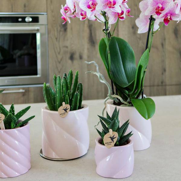 Dekotopf Candy – Rosa – Ø9cm – Keramik Blumentopf in glänzender Optik – Runde Form – Für Orchideen, Sukkulenten & Zimmerpflanzen – Plant