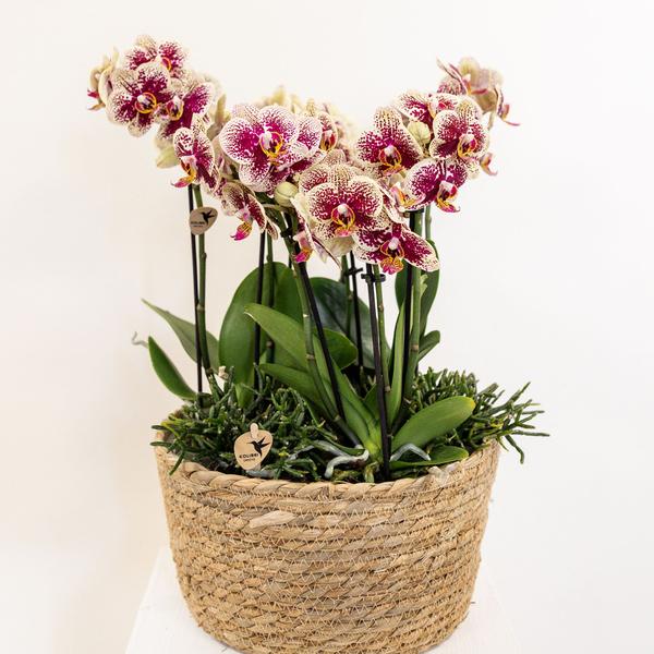 Einlage mit Wasserreservoir für Orchideenschale – Bewässerungssystem für Orchideen – Jungle – Bouquet 3x9cm + 3x WaterWicks – Ø25cm – Plant