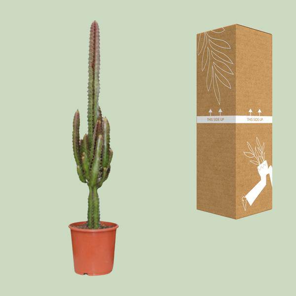 Dreikantige Wolfsmilch Euphorbia Trigona Rubra Zimmerpflanze Ø17cm ↕70cm – pflegeleichte Sukkulente für Wohnzimmer, Büro & helle Standorte kaufen – Plant