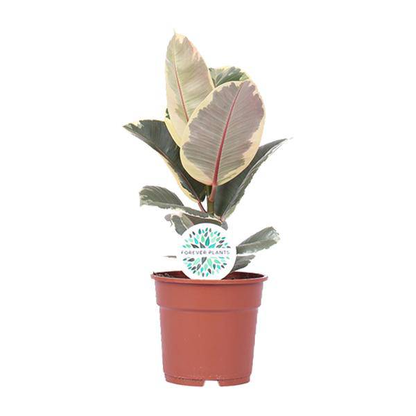 Gummibaum Ficus Elastica Tineke Zimmerpflanze Ø17cm ↕50cm – pflegeleichte Grünpflanze für Wohnzimmer, Büro & helle Standorte kaufen – Plant