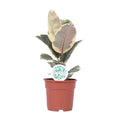 Gummibaum Ficus Elastica Tineke Zimmerpflanze Ø17cm ↕50cm – pflegeleichte Grünpflanze für Wohnzimmer, Büro & helle Standorte kaufen – Plant
