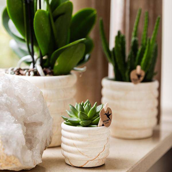 Phalaenopsis Orchidee Lausanne Weiß + Sukkulente – Pflanzenset – Zimmerpflanze inkl. Keramik Topfset im Marmor – Design & Tablett – Plant