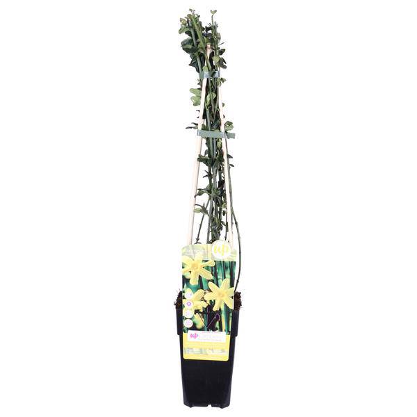 Winter-Jasmin – Jasminum nudiflorum – Ø15cm – ca. 65cm hoch – Winterblühende Kletterpflanze mit gelben Blüten – Winterhart & pflegeleicht für Garten, Terrasse & Balkon – Plant