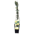 Winter-Jasmin – Jasminum nudiflorum – Ø15cm – ca. 65cm hoch – Winterblühende Kletterpflanze mit gelben Blüten – Winterhart & pflegeleicht für Garten, Terrasse & Balkon – Plant