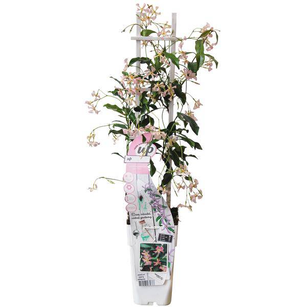 Sternjasmin Trachelospermum 'Star of Ibiza' – Rosa – Immergrüne Kletterpflanze – ca. 65cm Höhe – Duftender mediterraner Jasmin für Terrasse & Balkon – Plant