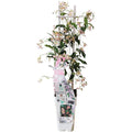 Sternjasmin Trachelospermum 'Star of Ibiza' – Rosa – Immergrüne Kletterpflanze – ca. 65cm Höhe – Duftender mediterraner Jasmin für Terrasse & Balkon – Plant