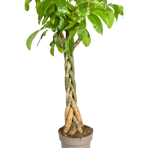 Glückskastanie – Pachira Aquatica – Zimmerpflanze – Ø30cm – Höhe 160-180cm – Geflochtener Stamm & glänzende Blätter – Exotisch & pflegeleicht – Plant