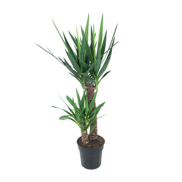 Riesen – Palmlilie Yucca Elephantipes Zimmerpflanze Ø21cm ↕100cm – pflegeleichte Grünpflanze für Wohnzimmer, Büro & helle Standorte kaufen – Plant