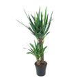 Riesen – Palmlilie Yucca Elephantipes Zimmerpflanze Ø21cm ↕100cm – pflegeleichte Grünpflanze für Wohnzimmer, Büro & helle Standorte kaufen – Plant