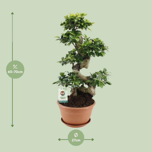 Chinesische Feige Ficus Ginseng Zimmerpflanze Ø27cm ↕70cm – pflegeleichte Grünpflanze für Wohnzimmer, Büro & helle Standorte kaufen – Plant