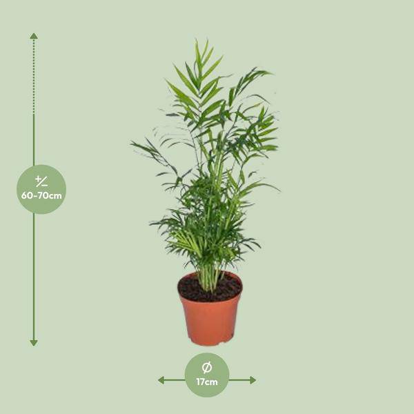 Mexikanische Bergpalme – Chamaedorea Elegans – Ø17cm x H55cm – Pflegeleichte Zimmerpalme – Für Halbschatten – Luftreinigend – Im Pflanztopf – Plant