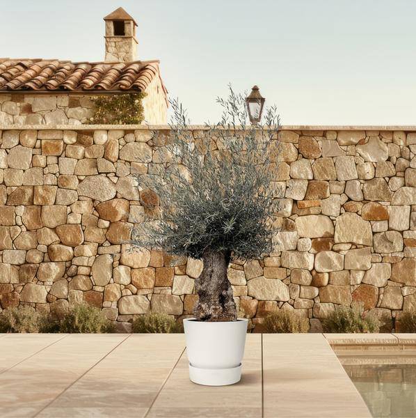 Olivenbaum – Olea Europaea Bonsai – 225cm – Ø80cm – Mediterrane Pflanze mit gedrehtem Stamm – Echter Olivenbonsai für Garten, Terrasse & Innenbereich – Plant