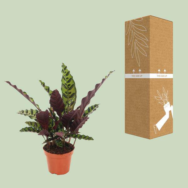 Lanzenblättrige Korbmarante Calathea Insignis Zimmerpflanze Ø12cm ↕50cm – pflegeleichte Grünpflanze für Wohnzimmer, Büro & helle Standorte kaufen – Plant