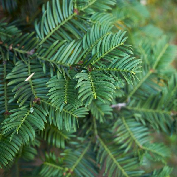 Eibe Baccata – Eibenhecke – 20 Pflanzen für 10 Meter – Immergrüne Heckenpflanzen 100-125cm – Gemeine Eibe – Dicht wachsend & schnittverträglich – Plant