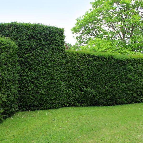 Eibe Baccata – Eibenhecke – 20 Pflanzen für 10 Meter – Immergrüne Heckenpflanzen 100-125cm – Gemeine Eibe – Dicht wachsend & schnittverträglich – Plant