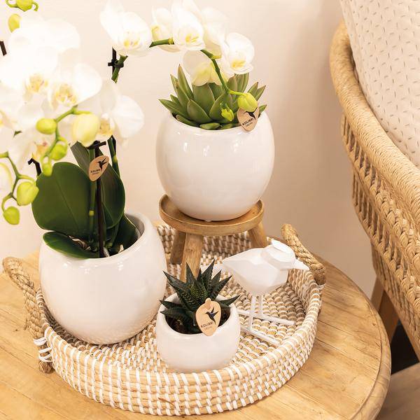 Blumentopf Bowl – Weiß – Keramik – Ziertopf Ø9cm – Handgefertigter Übertopf mit Wellenrand – Für Zimmerpflanzen & Sukkulenten – Plant