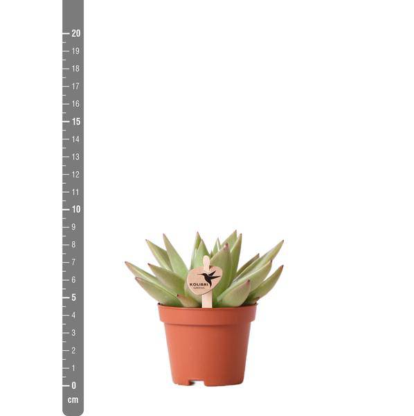 Sukkulente Echeveria Miranda – Grüne Rosettenpflanze – Ø6cm – Pflegeleichte Zimmerpflanze – In Blumenerde – Für helle Standorte – Plant