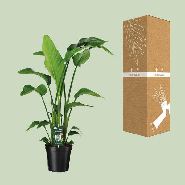 Baum – Strelitzie Strelitzia Nicolai Zimmerpflanze Ø19cm ↕90cm – tropische Grünpflanze für Wohnzimmer, Büro & helle Standorte kaufen – Plant