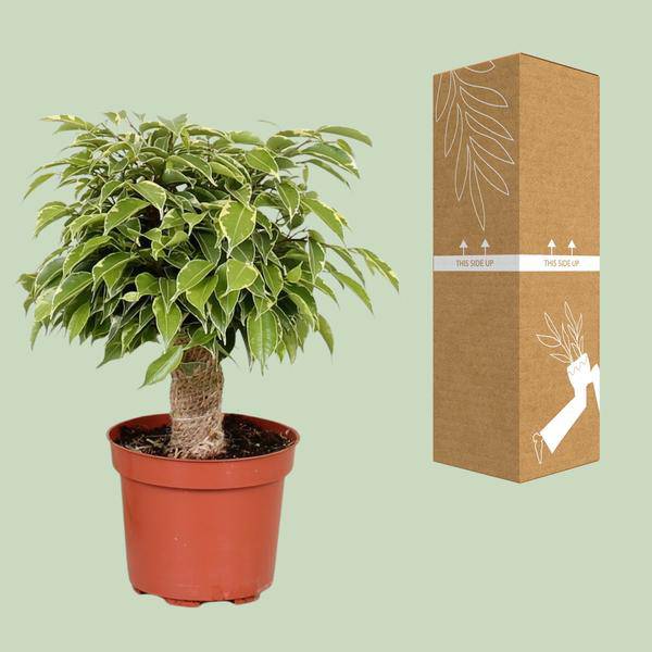 Birken – Feige – Ficus Benjamina Kinky – Zimmerpflanze Ø12cm ↕28cm – pflegeleichte luftreinigende Grünpflanze für Zuhause und Büro