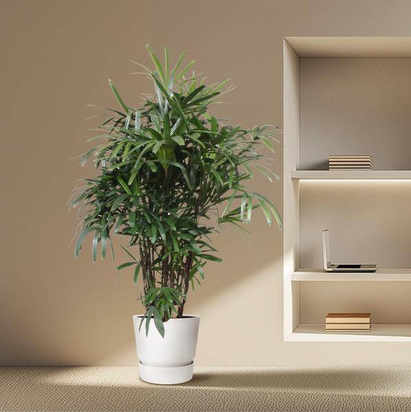 Steckenpalme Rhapis Excelsa Zimmerpflanze Ø40cm ↕190cm – tropische Grünpflanze für Wohnzimmer, Büro & helle Standorte kaufen – Plant