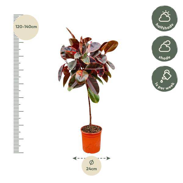 Gummibaum Ficus Elastica Belize Zimmerpflanze Ø24cm ↕130cm – pflegeleichte Grünpflanze für Wohnzimmer, Büro & helle Standorte kaufen – Plant