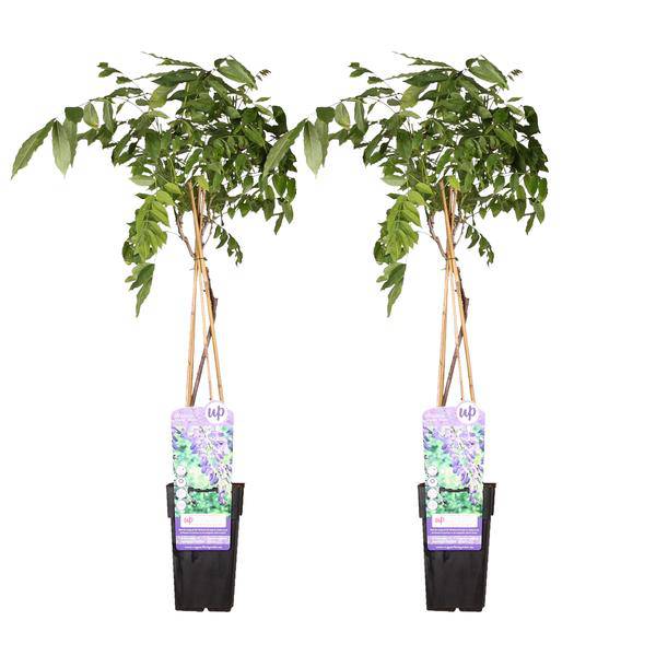 Chinesischer Blauregen Wisteria sinensis 'Prolific' Gartenpflanze Ø15cm ↕65cm – winterharte Pflanze für Garten, Balkon, Terrasse, Kübel & Beet – Plant