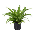 Nestfarn – Asplenium Antiquum – Zimmerpflanze – Ø17cm – ca. 45cm hoch – pflegeleichte luftreinigende Grünpflanze für Zuhause & Büro – Plant