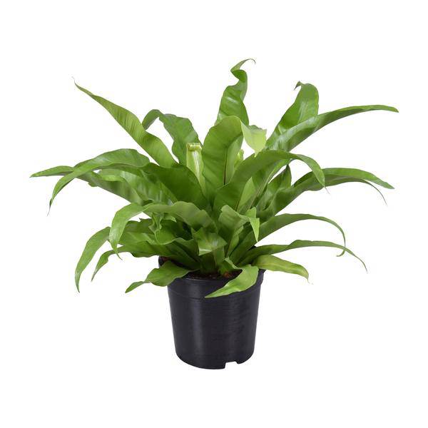 Nestfarn – Asplenium Antiquum – Zimmerpflanze – Ø17cm – ca. 45cm hoch – pflegeleichte luftreinigende Grünpflanze für Zuhause & Büro – Plant