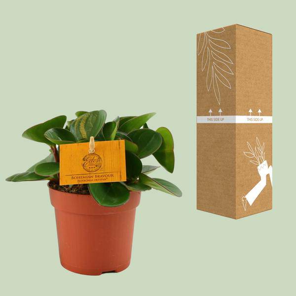 Zwergpfeffer Peperomia Obtusifolia Zimmerpflanze Ø11cm ↕15cm – pflegeleichte Grünpflanze für Wohnzimmer, Büro & helle Standorte kaufen – Plant