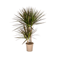 Dracaena Marginata Magenta – Drachenbaum – Zimmerpflanze – Ø17cm – ↕50-70cm – Pflegeleichte Grünpflanze mit roten Blatträndern – Plant