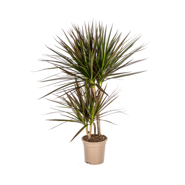 Dracaena Marginata Magenta – Drachenbaum – Zimmerpflanze – Ø17cm – ↕50-70cm – Pflegeleichte Grünpflanze mit roten Blatträndern – Plant