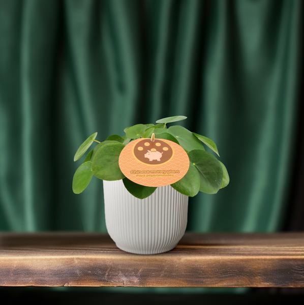 Chinesischer Geldbaum Pilea Peperomioides Zimmerpflanze Ø12cm ↕20cm – pflegeleichte Grünpflanze für Wohnzimmer, Büro & helle Standorte kaufen – Plant
