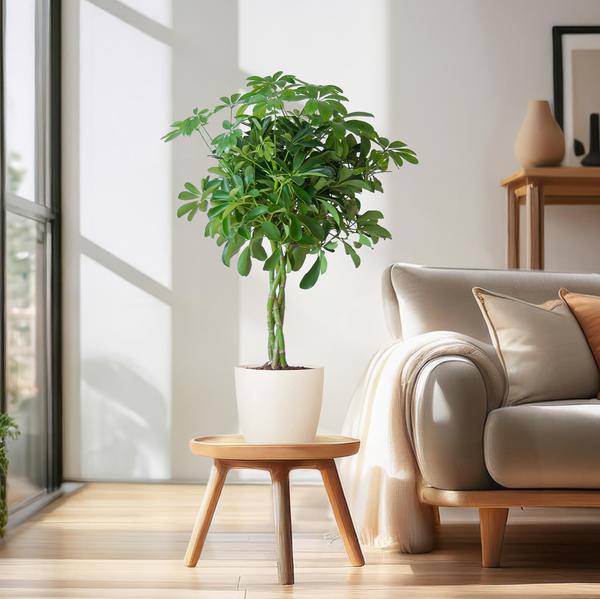 Schefflera Arboricola Nora – Birkenfeige – Zimmerpflanze inkl. Übertopf – ↕70cm – Ø21cm – Handförmige Blätter – Pflegeleicht & dekorativ – Plant