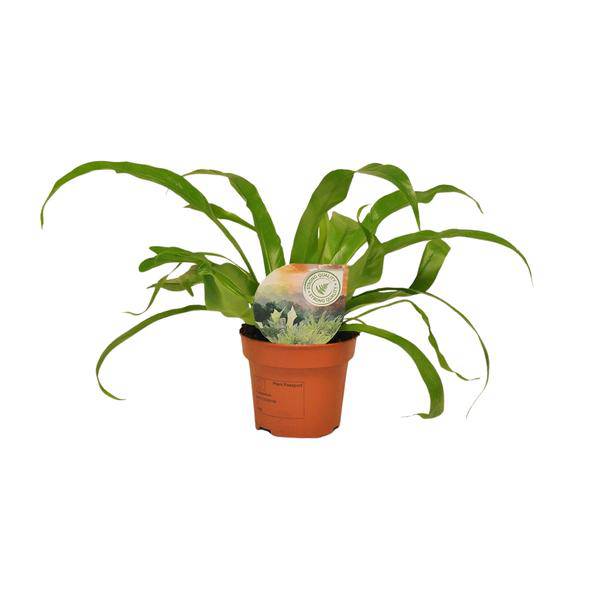 Nestfarn Asplenium Antiquum – Zimmerpflanze – Ø12cm – ↕30cm – Nierenfarn mit eleganten Wedeln – Plant