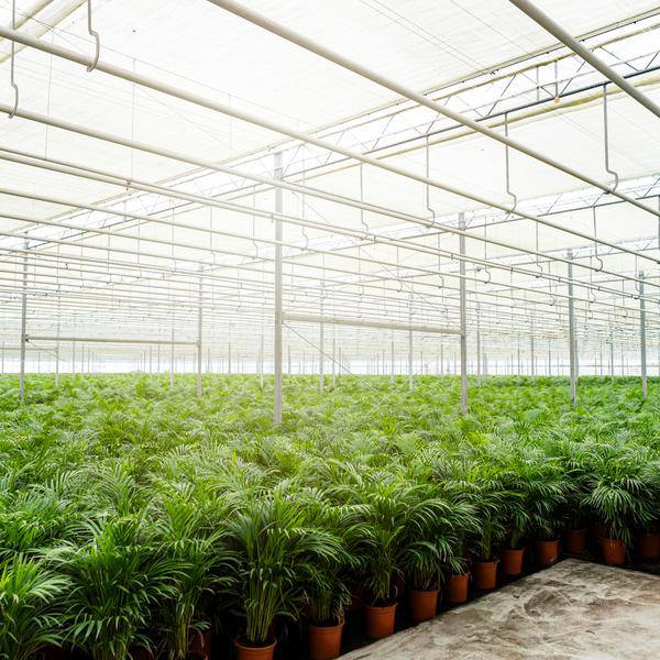 Areca – Palme – Betelpalme Dypsis lutescens – Ø24cm – 130cm Höhe – Luftreinigende Goldfruchtpalme – Tropische Zimmerpflanze für gesundes Raumklima – Plant