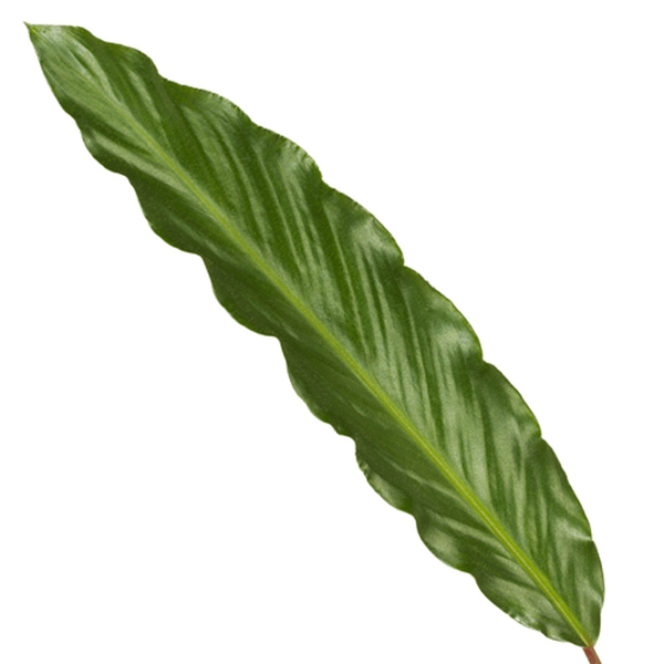 Calathea Wavestar – Korbmarante – Zimmerpflanze Ø19cm – Höhe ca. 80cm – Exotische Blattschmuckpflanze für Innenräume – Plant