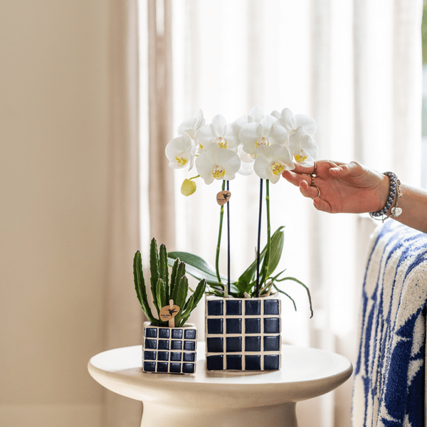 Phalaenopsis Amabilis Weiß Zimmerpflanze Ø9cm – blühende Orchidee für Wohnzimmer, Büro & helle Standorte kaufen – Plant