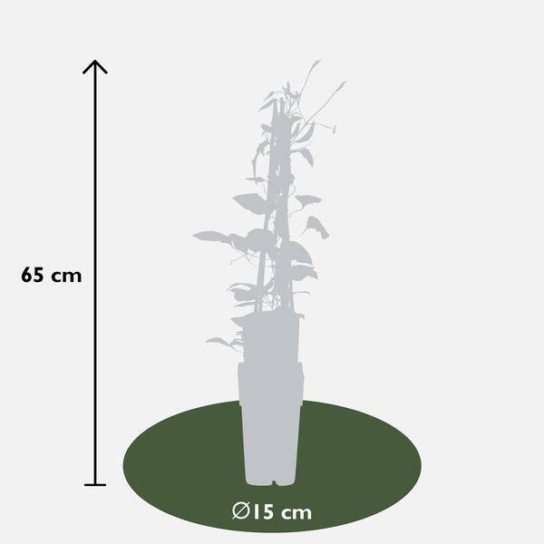 Waldrebe Kletterpflanze Ø15cm ↕65cm – winterharte Pflanze für Garten, Balkon, Terrasse, Kübel & Beet online kaufen – Plant