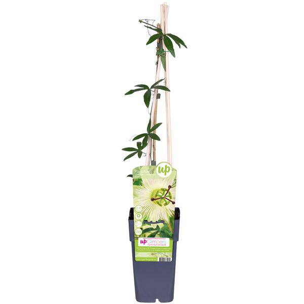 Passionsblume Weiß Passiflora caerulea ‘Constance Elliot’ Kletterpflanze Ø15cm ↕65cm – winterharte Pflanze für Garten, Balkon, Terrasse, Kübel – Plant