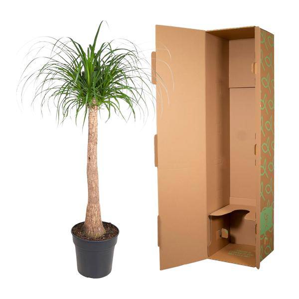 Elefantenfuß Zimmerpflanze Ø32cm ↕120cm – pflegeleichte Grünpflanze für Wohnzimmer, Büro & helle Standorte kaufen – Plant