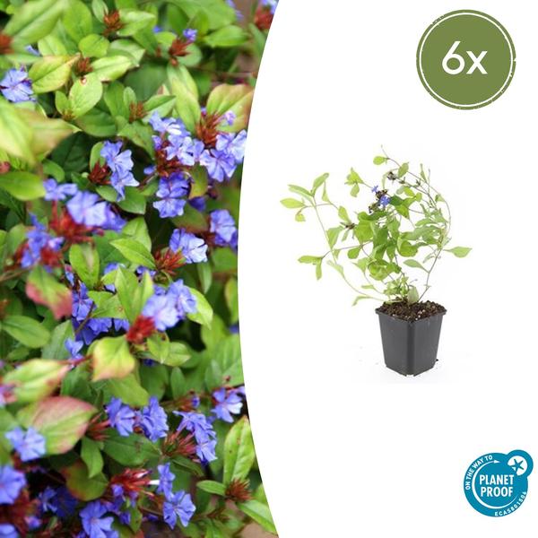 Kriechende Hornnarbe Ceratostigma plumbaginoides – ↕10-25cm – Ø9cm – Bodendecker – Winterhart & pflegeleicht – Sonne & Halbschatten – Plant