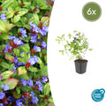 Kriechende Hornnarbe Ceratostigma plumbaginoides – ↕10-25cm – Ø9cm – Bodendecker – Winterhart & pflegeleicht – Sonne & Halbschatten – Plant