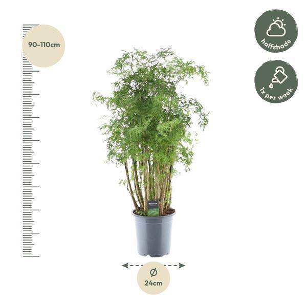 Polyscias Hawaiiana Ming – Fiederaralie – Immergrüne Zimmerpflanze – Elegante Grünpflanze für Wohnzimmer & Büro – ↕90cm – Ø24cm – Plant